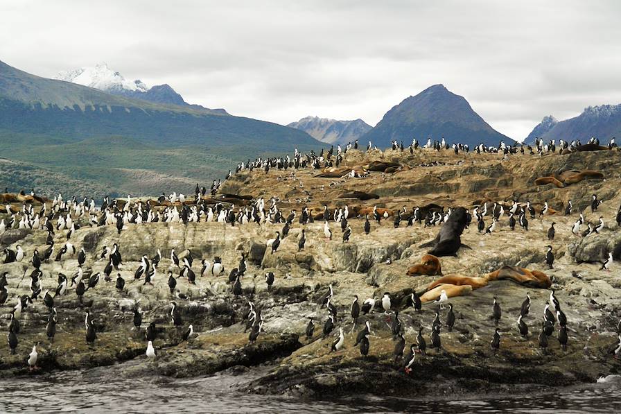 Cormorans et lions de mer sur au bord du canal de Beagle à Ushuaia - Argentine © Denis Chambon