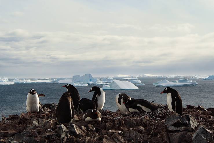 Antarctique © Daria Nikitina