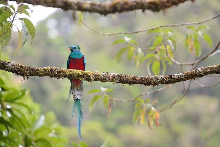 Quetzal © Due Lune/Fotolia