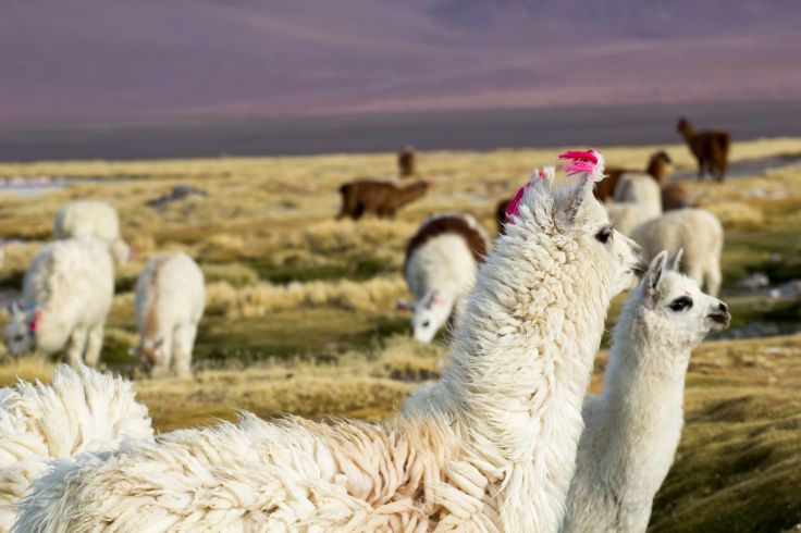 Laguna Colorada - Sud Lipez - Bolivie © Mariusz Prusaczyk / Fotolia