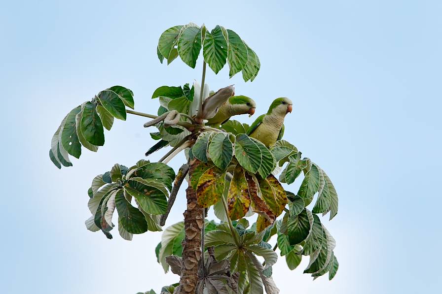 Pantanal - Brésil © Ondrej Prosicky/stock.adobe.com