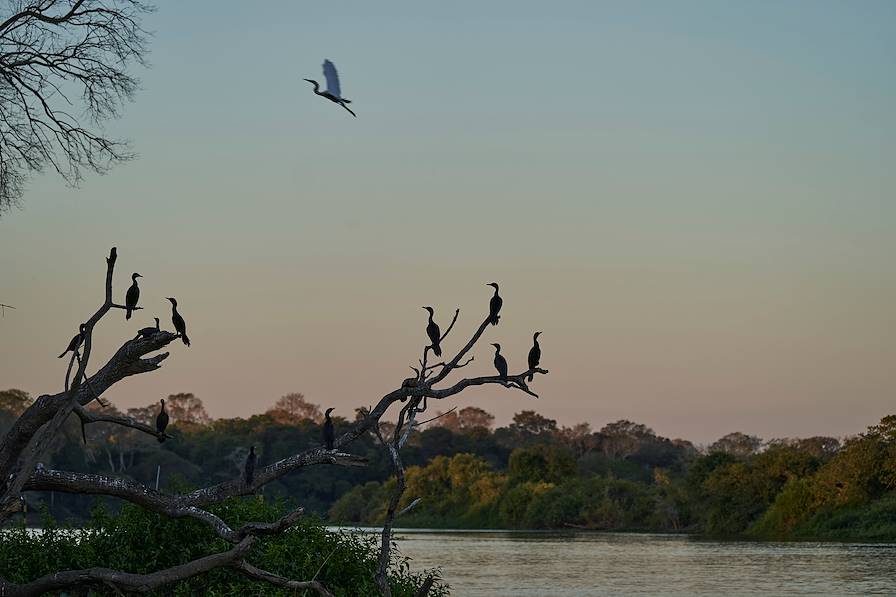 Pantanal - Brésil © Jens Otte/Getty Images/iStockphoto