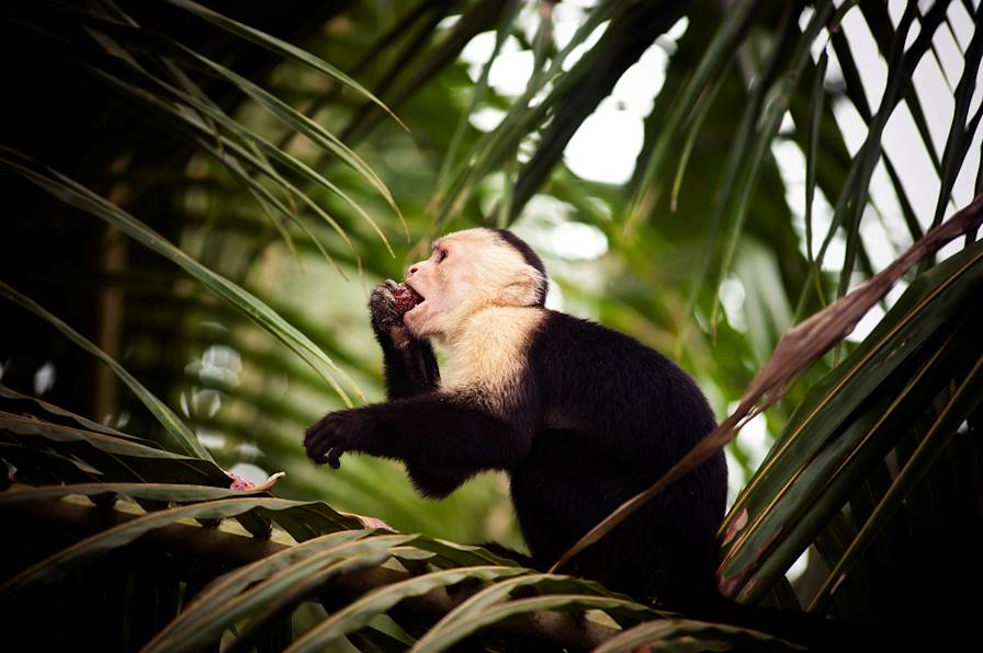 Costa Rica © Chris Williams/Getty Images/iStockphoto