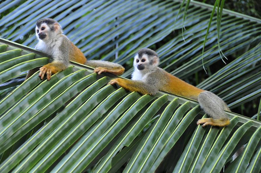 Parc national Manuel Antonio - Costa Rica © Sam Camp/Getty Images/iStockphoto