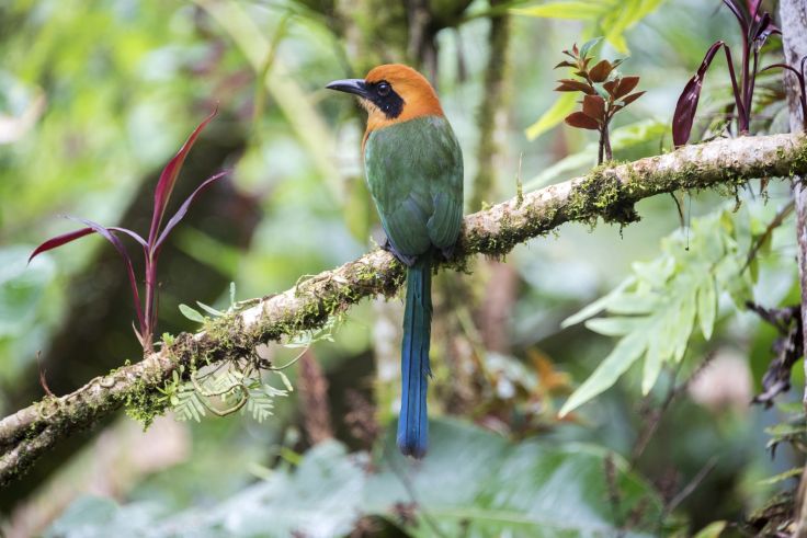 Mindo - Equateur © DC_Colombia/Getty Images/iStockphoto