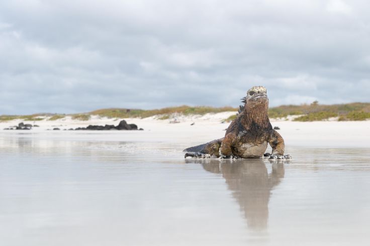 Santa Cruz - Galapagos - Equateur © EdmundoSalinas/Getty Images/iStockphoto