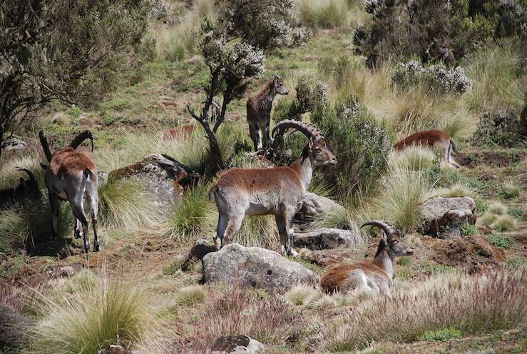 Parc du Simien - Ethiopie © Droits reservés