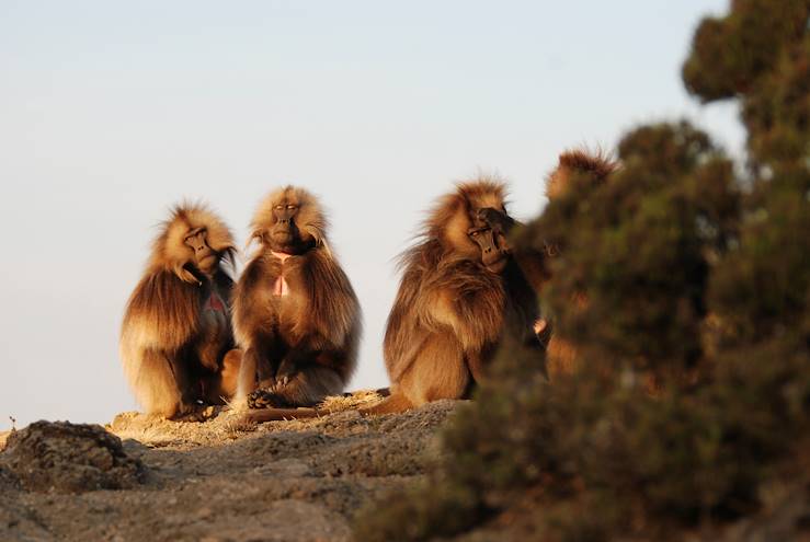 Parc du Simien - Ethiopie © Droits reservés