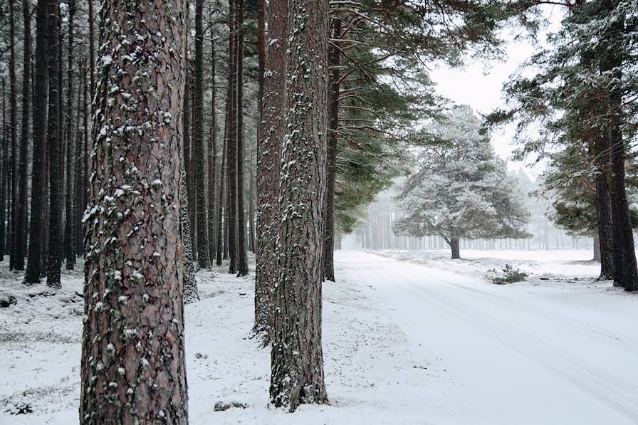 Cairngorms National Park - Highlands - Ecosse © Faustine Poidevin