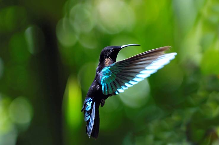 Colibri - Guadeloupe © Philippe Giraud/Comité du Tourisme des Iles de Guadeloupe – 2015