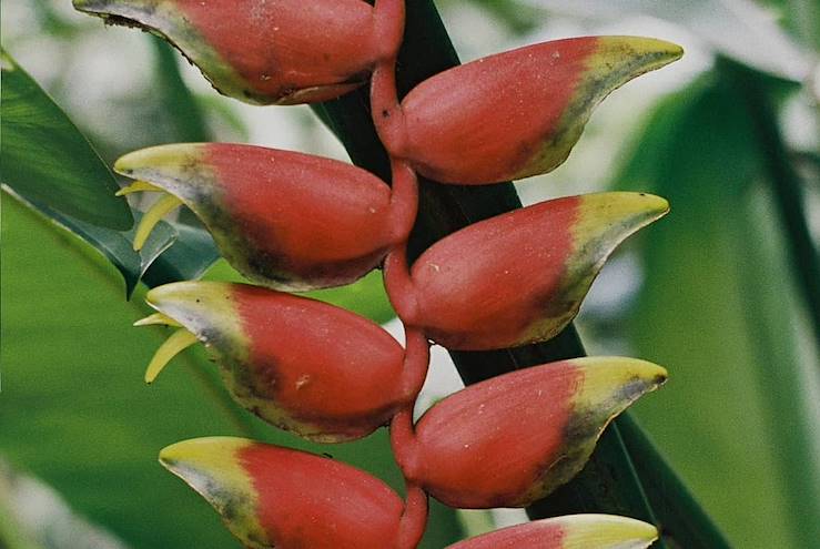 Guadeloupe © Faustine Poidevin