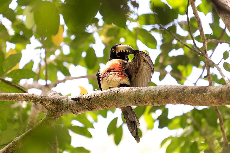 Tikal - Guatemala © Eddie Gerald/LAIF-REA