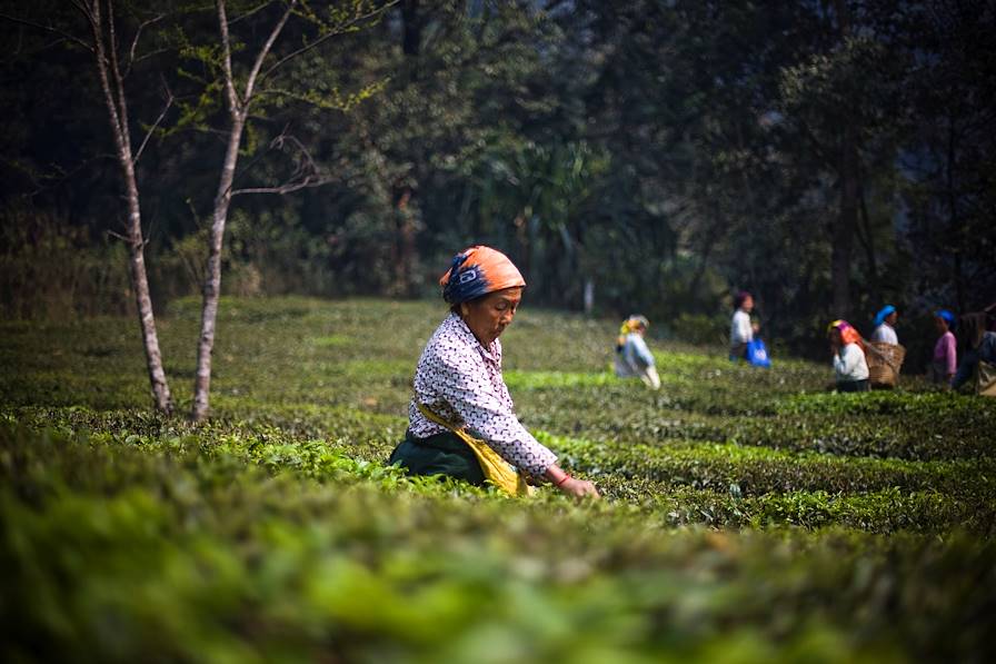 Région du Darjeeling - Inde © Sanjit Das/PANOS-REA