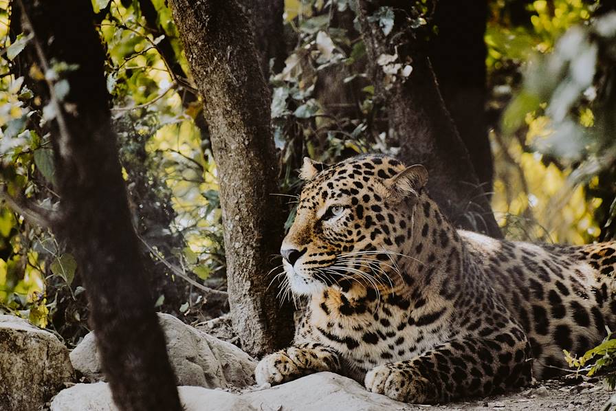 jaguar © Prashant Saini- UNSPLASH