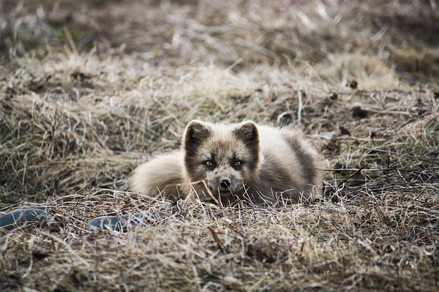 Renard arctique © Alexandre Visinoni