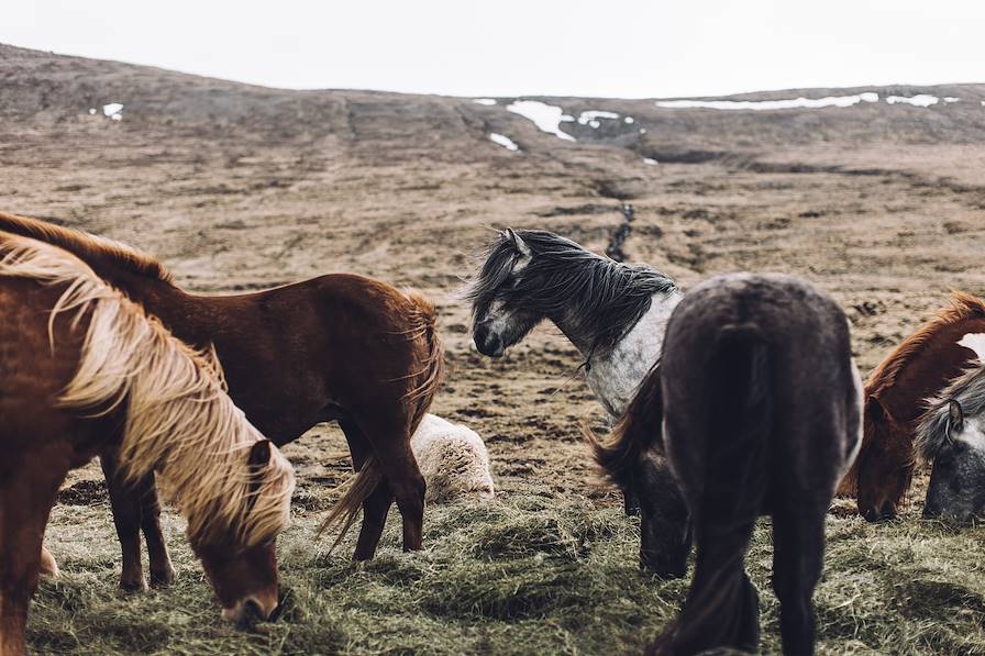 Islande © Zoé Fidji