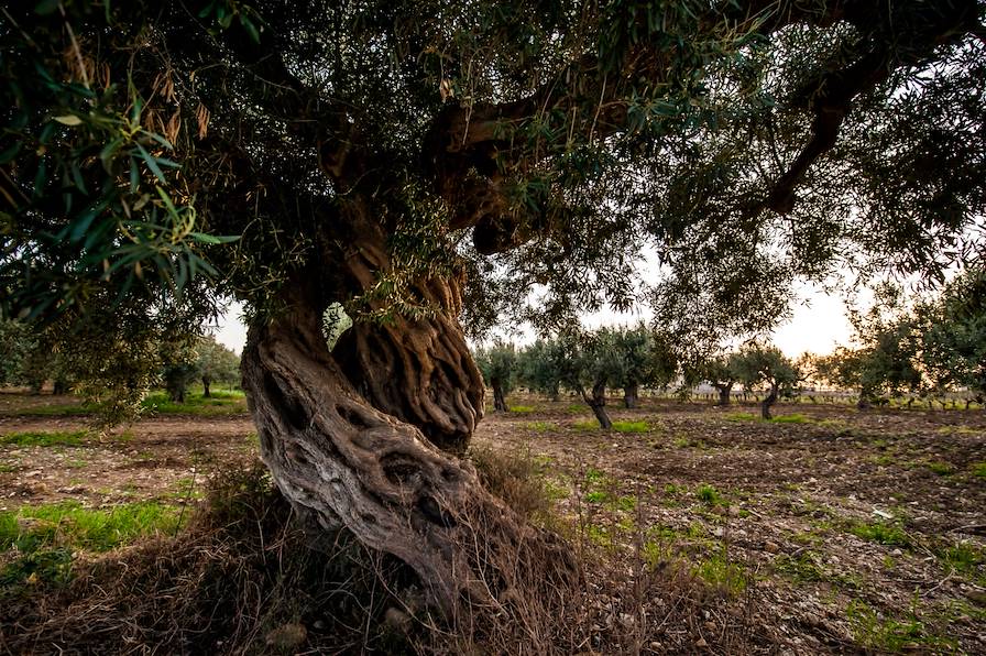 Trapani - Italie © Droits reservés