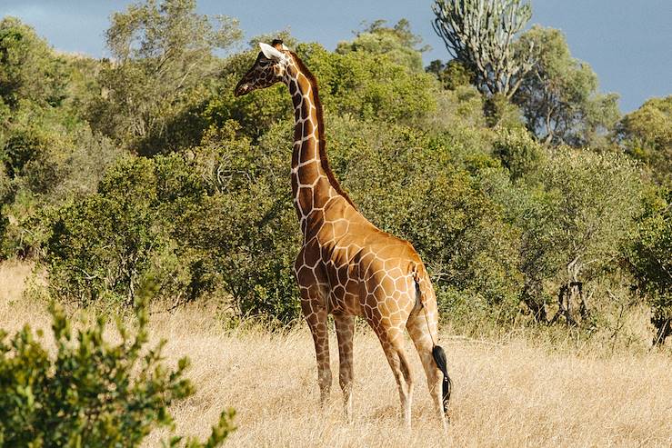 Laikipia - Kenya © Olivier Romano