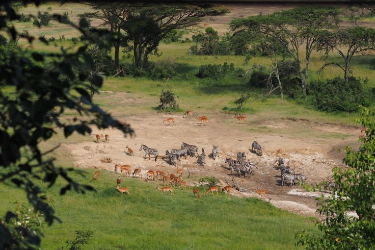 Réserve du Masai Mara - Kenya © Droits réservés