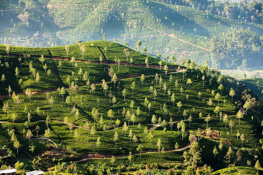 Sri Lanka © Maygutyak / Fotolia