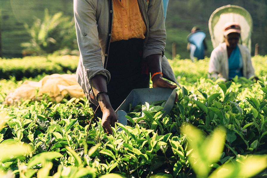 Plantation de thé - Nuwara Eliya - Sri Lanka © Oleh Slobodeniuk/Getty Images/iStockphoto