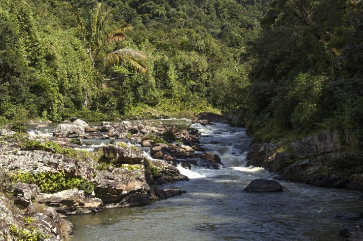 Parc national de Ranomafana - Madagascar © vamigo/Fotolia