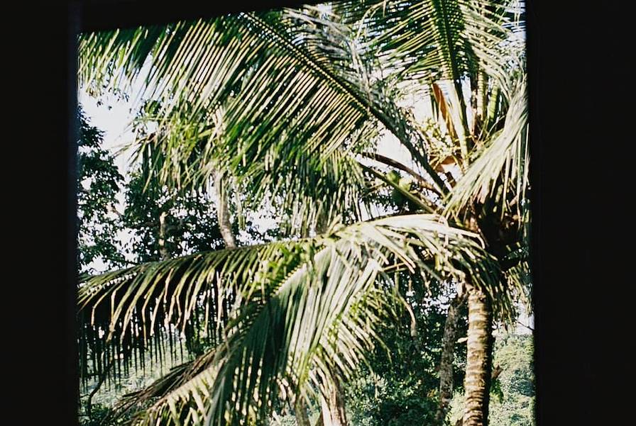 Martinique © Faustine Poidevin