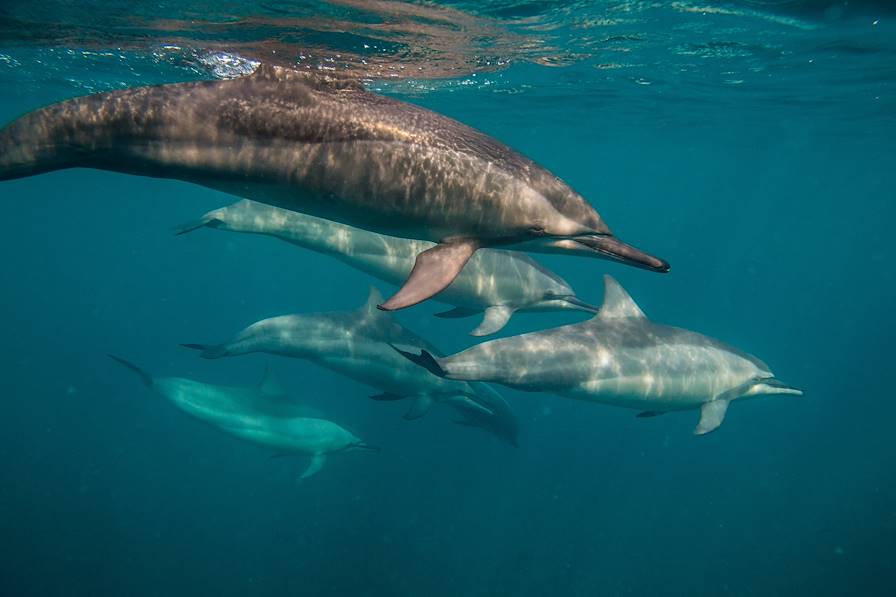 Martinique © Christopher/stock.adobe.com