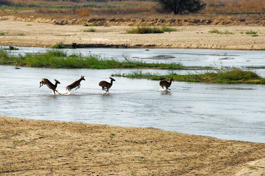 Parc National Luangwa - Zambie © Droits reservés