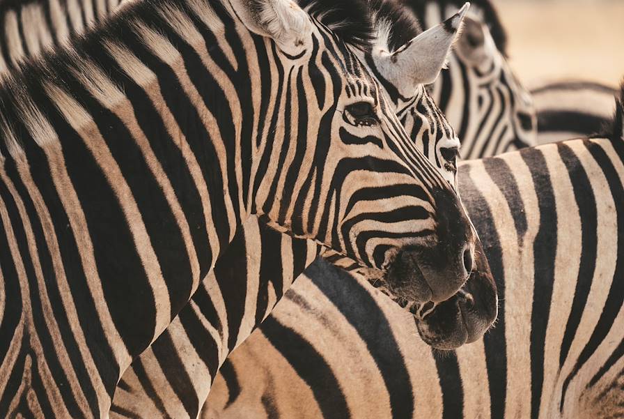 Parc national d'Etosha - Namibie © Un Cercle