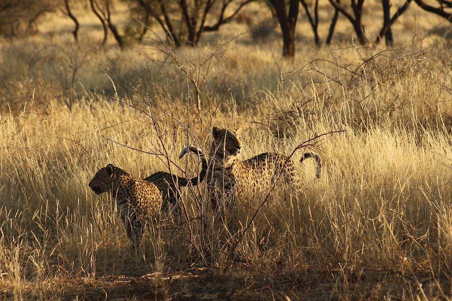 Otjiwarongo - Namibie © Droits réservés