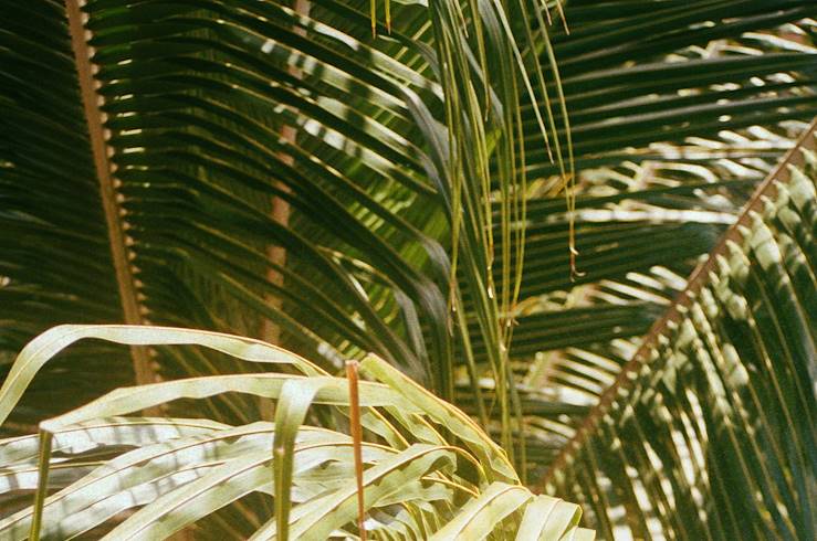 Palmiers - Nicaragua © Hans Isaacson