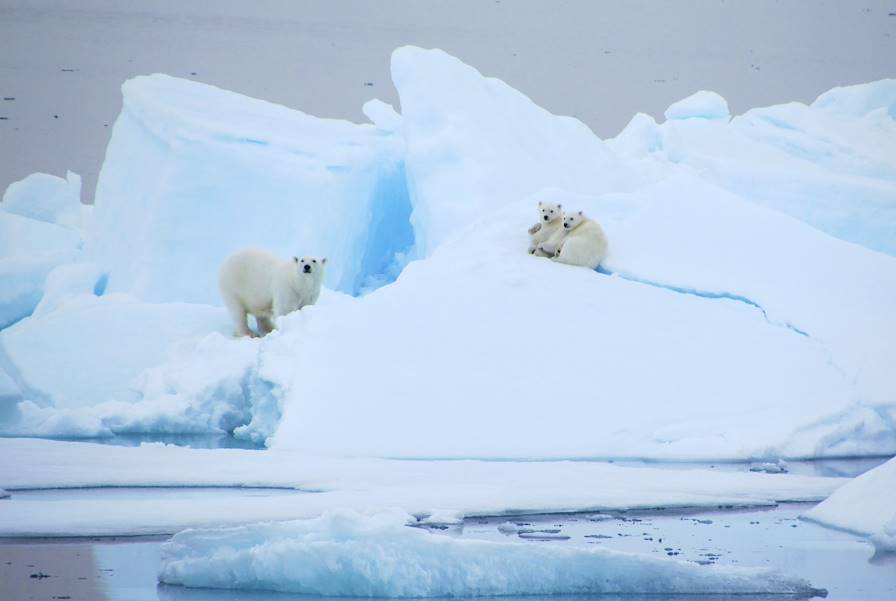 Ours blanc - Spitzberg - Svalbard - Norvège © Severine Barkat