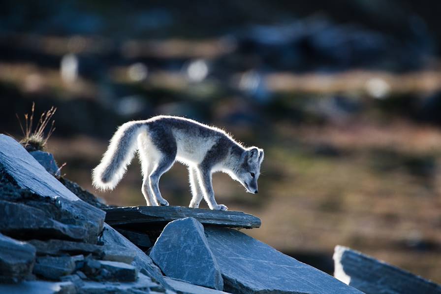 Archipel du Svalbard - Norvège © Josef Friedhuber/Getty Images/iStockphoto