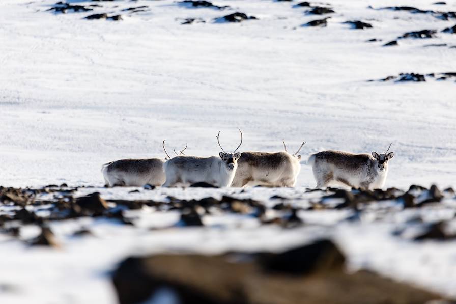 Archipel du Svalbard - Norvège © Robert Pogorzelski/Getty Images/iStockphoto