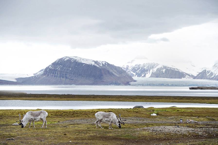 Archipel du Svalbard - Norvège © Planet Pix/Zuma-Rea