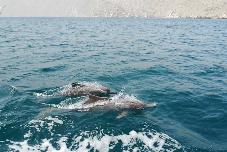 Dauphins - Oman © Anja / stock.adobe.com