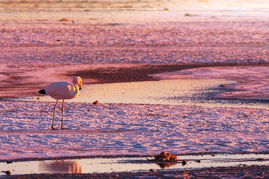 Laguna Colorada - Sud Lipez - Bolivie © Galyna Andrushko / Fotolia