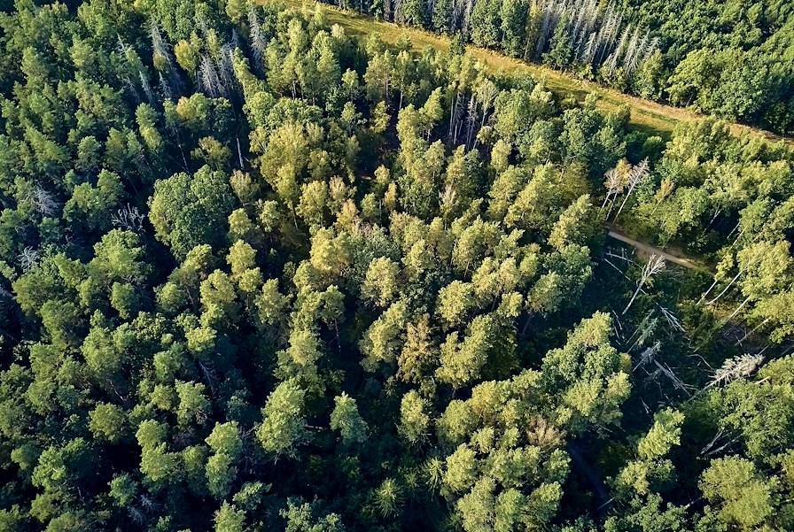 Forêt de Bialowieza - Podlachie - Pologne © udmurd/stock.adobe.com