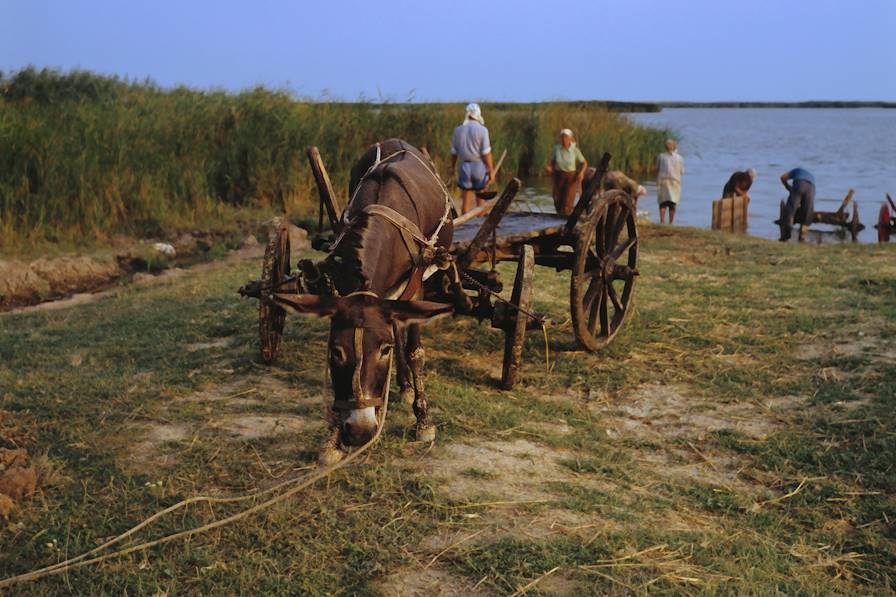 Delta du Danube - Roumanie © Droits reservés