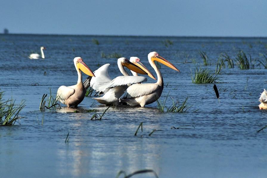 Delta du Danube - Roumanie © Droits reservés