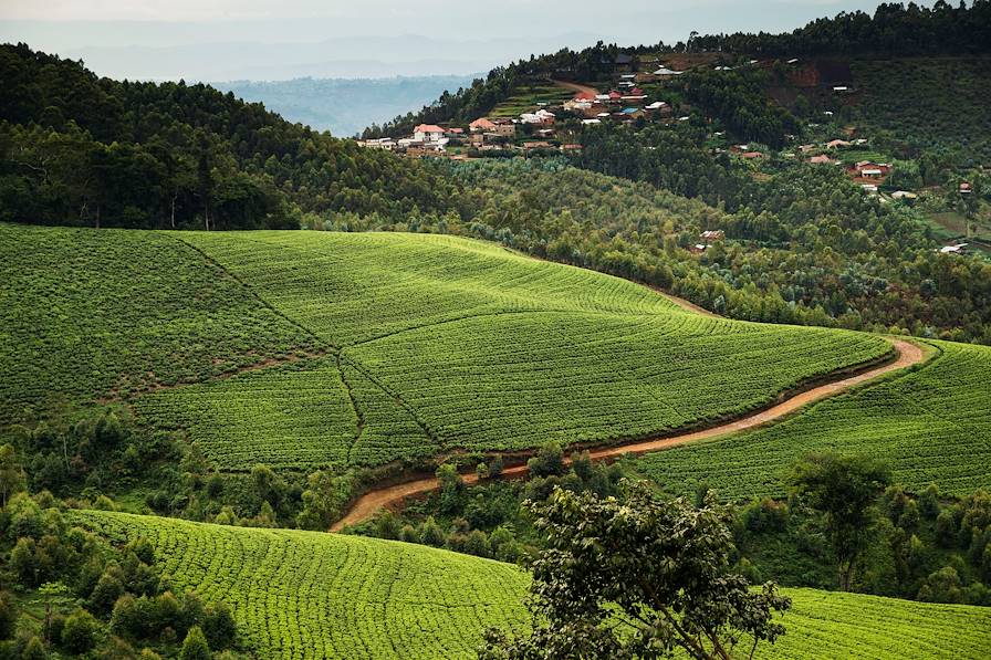 Nyungwe - Rwanda © Rupert Peace