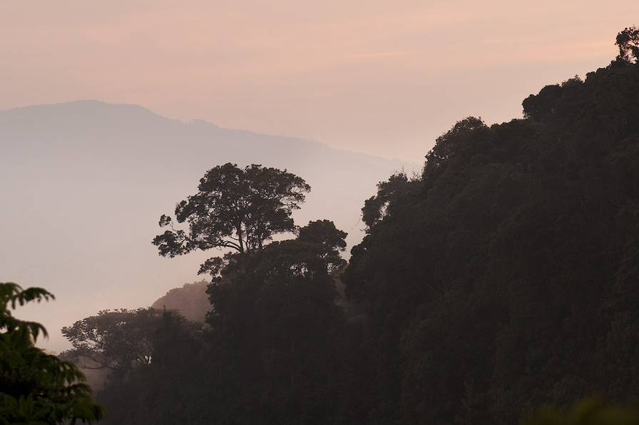 Nyungwe - Rwanda © Philip Lee Harvey