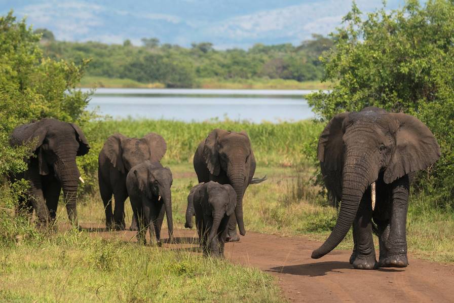 Parc de l'Akarega - Rwanda © Droits réservés