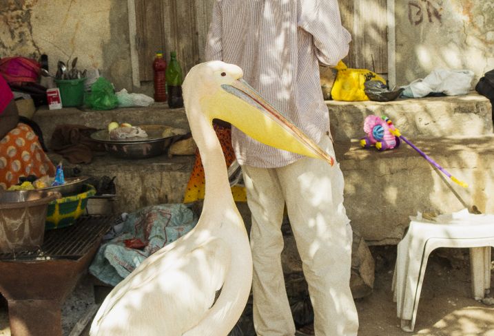 Pélican - Sénégal © Jussi Puikkonen