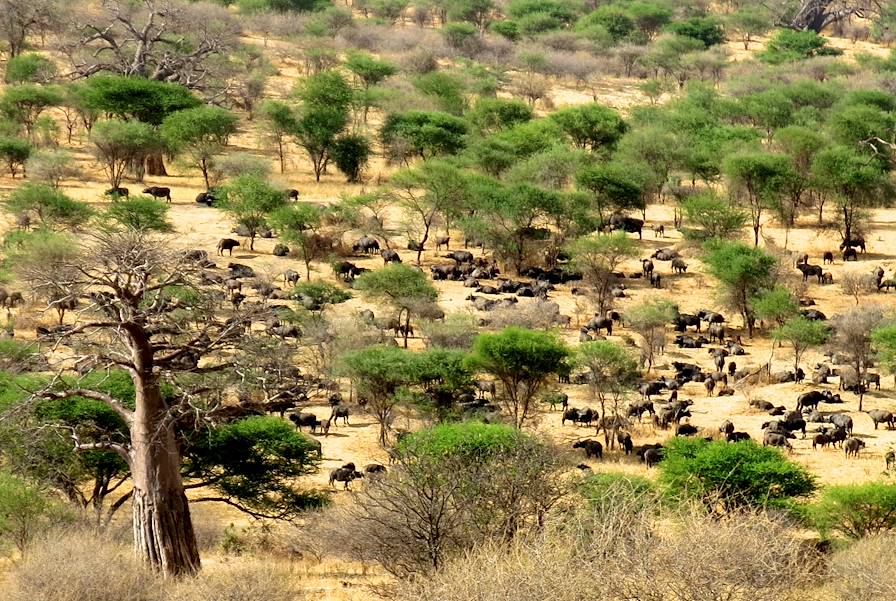 Parc national de Tarangire - Tanzanie © Yann Guiguen