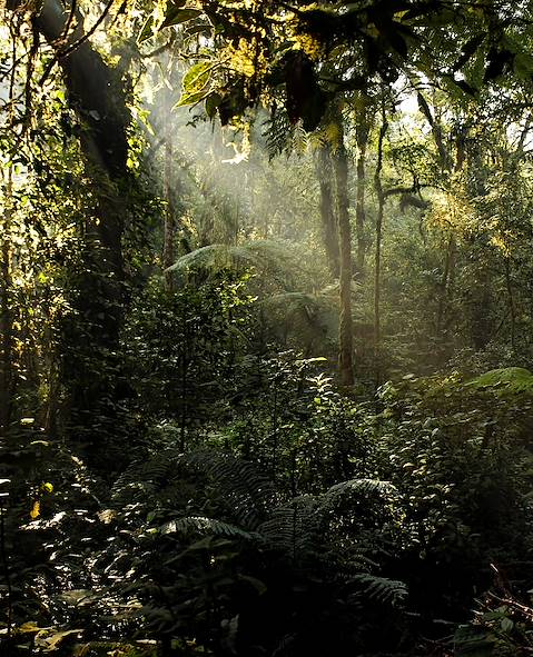 Bwindi - Ouganda © Andaman SE/Getty Images/iStockphoto