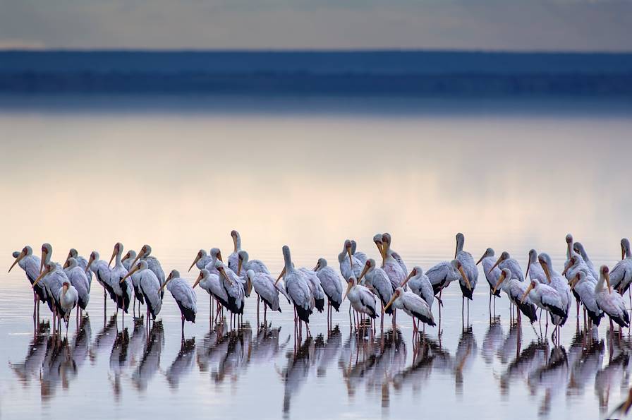 Lac Manyara - Tanzanie © Getty Images/iStockphoto