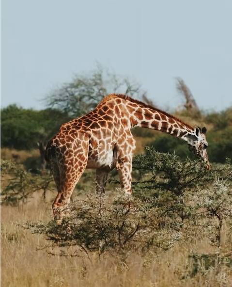 Tanzanie © Pie Aerts