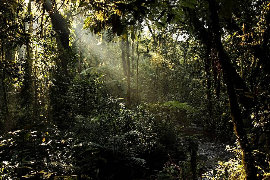 Forêt impénétrable de Bwindi - Ouganda © Andaman SE/Getty Images/iStockphoto